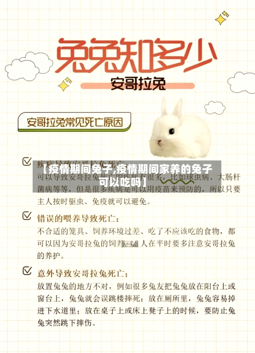 【疫情期间兔子,疫情期间家养的兔子可以吃吗】-第1张图片